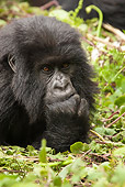 PRM 01 MC0120 01
Close-Up Of Mountain Gorilla Baby Volcanoes National Park, Rwanda
