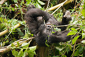 PRM 01 MC0121 01
Mountain Gorilla Baby Playing In Bamboo Volcanoes National Park, Rwanda