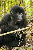 PRM 01 MC0122 01
Young Mountain Gorilla Eating Bamboo Volcanoes National Park, Rwanda