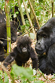 PRM 01 MC0123 01
Mountain Gorilla And Baby In Vegetation Volcanoes National Park, Rwanda