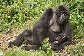 PRM 01 MC0124 01
Mountain Gorilla Mother Resting With Baby In Vegetation Volcanoes National Park, Rwanda