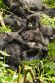PRM 01 MC0125 01
Mountain Gorillas And Baby Resting In Vegetation Volcanoes National Park, Rwanda