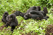 PRM 01 MC0126 01
Family Of Mountain Gorillas Resting In Day Nest Volcanoes National Park, Rwanda
