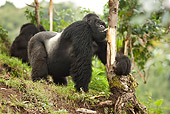 PRM 01 MC0127 01
Silverback Mountain Gorilla Licking Tree Bark Volcanoes National Park, Rwanda
