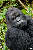 PRM 01 MC0128 01
Portrait Of Silverback Mountain Gorilla Volcanoes National Park, Rwanda