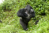 PRM 01 MC0129 01
Silverback Mountain Gorilla Beating Chest In Charge Volcanoes National Park, Rwanda