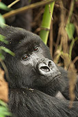 PRM 01 MC0130 01
Head Shot Of Silverback Mountain Gorilla Volcanoes National Park, Rwanda