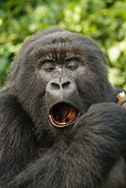 PRM 01 MC0131 01
Head Shot Of Blackback Mountain Gorilla Eating Bamboo Volcanoes National Park, Rwanda