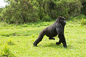PRM 01 MC0132 01
Blackback Mountain Gorilla Charging In Volcanoes National Park, Rwanda