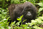 PRM 01 MC0133 01
Blackback Mountain Gorilla Resting In Day Bed Volcanoes National Park, Rwanda