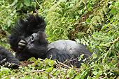 PRM 01 MC0134 01
Blackback Mountain Gorilla Resting In Day Bed Volcanoes National Park, Rwanda
