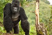 PRM 01 MC0135 01
Silverback Mountain Gorilla Walking Through Vegetation Volcanoes National Park, Rwanda