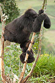 PRM 01 MC0136 01
Mountain Gorilla Mother And Baby Climbing Tree Volcanoes National Park, Rwanda