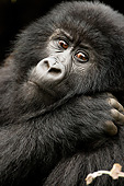 PRM 01 MC0137 01
Portrait Of Mountain Gorilla Resting In Day Bed In Rwanda Jungle