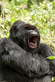 PRM 01 MC0138 01
Portrait Of Mountain Gorilla Resting In Day Bed In Rwanda Jungle