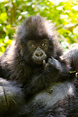 PRM 01 MC0139 01
Portrait Of Mountain Gorilla Mother And Baby Resting In Rwanda Jungle