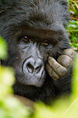 PRM 01 MC0140 01
Silverback Mountain Gorilla Grooming In Volcanoes National Park, Rwanda