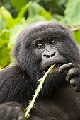 PRM 01 MC0141 01
Mountain Gorilla Female Eating Thistle In Volcanoes National Park, Rwanda