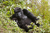PRM 01 MC0142 01
Mountain Gorilla Sitting With Infant In Volcanoes National Park, Rwanda