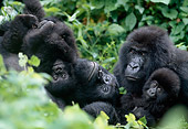 PRM 01 MH0002 01
Mountain Gorilla Adults And Babies Sitting In Vegetation