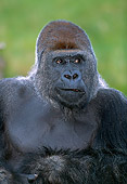 PRM 01 MH0006 01
Portrait Of Western Lowland Gorilla Sitting In Vegetation