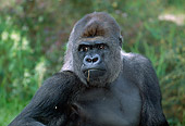 PRM 01 MH0007 01
Portrait Of Western Lowland Gorilla Sitting In Vegetation