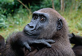 PRM 01 MH0008 01
Portrait Of Western Lowland Gorilla Sitting In Vegetation