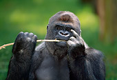 PRM 01 MH0009 01
Portrait Of Western Lowland Gorilla Sitting In Vegetation Eating Bamboo