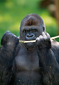 PRM 01 MH0010 01
Portrait Of Western Lowland Gorilla Sitting In Vegetation Eating Bamboo