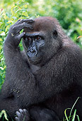 PRM 01 MH0011 01
Portrait Of Western Lowland Gorilla Sitting In Vegetation