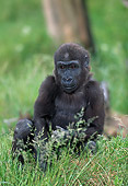 PRM 01 MH0012 01
Portrait Of Western Lowland Gorilla Baby Sitting In Grass