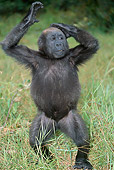 PRM 01 MH0013 01
Portrait Of Western Lowland Gorilla Baby Standing In Grass With Hands Above Head