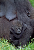 PRM 01 MH0015 01
Portrait Of Western Lowland Gorilla Baby Clinging To Mother In Jungle