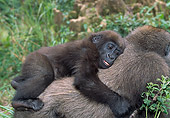 PRM 01 MH0016 01
Close-Up Of Western Lowland Gorilla Baby Riding On Mother's Back