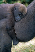 PRM 01 MH0017 01
Close-Up Of Western Lowland Gorilla Baby Riding On Mother's Back