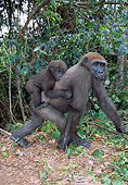 PRM 01 MH0018 01
Portrait Of Western Lowland Gorilla Baby Riding On Mother's Back