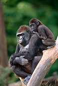 PRM 01 MH0019 01
Portrait Of Western Lowland Gorilla Baby Clinging To Mother's Back