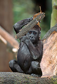 PRM 01 MH0020 01
Portrait Of Western Lowland Gorilla Baby Sitting On Log And Holding Up Bark
