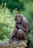 PRM 01 MH0021 01
Portrait Of Young Western Lowland Gorilla Sitting On Log Thinking