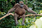PRM 01 MH0022 01
Western Lowland Gorilla Sitting On Tree Branch
