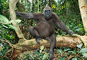PRM 01 MH0023 01
Western Lowland Gorilla Sitting On Tree Branch