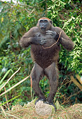 PRM 01 MH0024 01
Western Lowland Gorilla Standing In Jungle Patting Chest