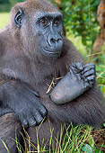 PRM 01 MH0025 01
Close-Up Of Western Lowland Gorilla Sitting In Jungle