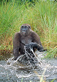 PRM 01 MH0026 01
Western Lowland Gorilla Sitting In Water Splashing