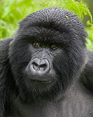 PRM 01 WF0002 01
Portrait Of Blackback Male Mountain Gorilla