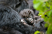 PRM 01 WF0012 01
Baby Mountain Gorilla Laying In Mother's Arms