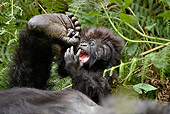 PRM 01 WF0013 01
Baby Mountain Gorilla Playing With Mother's Foot