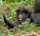 PRM 01 WF0014 01
Playful Baby Mountain Gorilla Sitting In Jungle