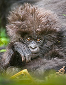 PRM 01 WF0015 01
Portrait Of Baby Mountain Gorilla Sitting In Jungle