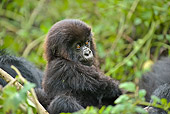 PRM 01 WF0016 01
Portrait Of Baby Mountain Gorilla Sitting In Jungle With Family